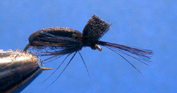 Black Foam Beetle Troutflies UK black-foam-beetle-troutflies-uk