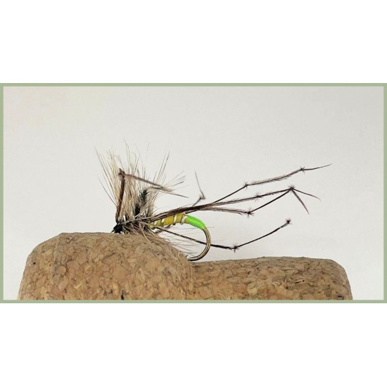 Lime Tip Daddy Long Legs