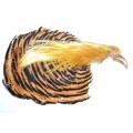 Golden and Amherst Pheasant