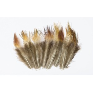 Cock Pheasant Long Brown Rump