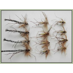 12 Daddy Long Legs, Natural Detached Normal & Goldhead
