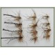12 Daddy Long Legs, Natural Detached Normal & Goldhead