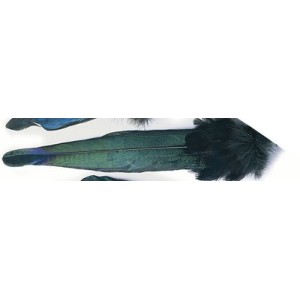 Magpie Tail