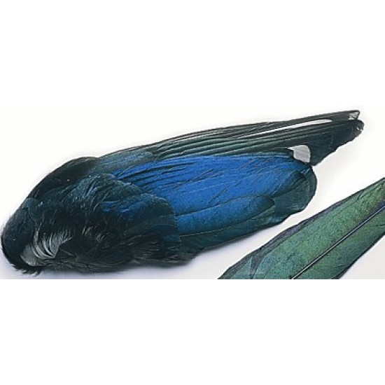 Magpie Wings