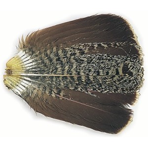English Partridge Complete Tails