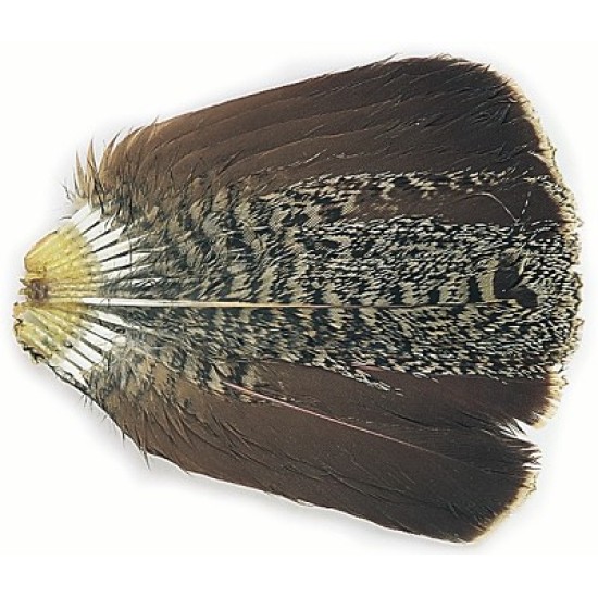 English Partridge Complete Tails