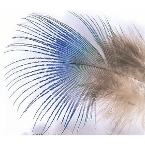 Peacock Blue Neck feathers