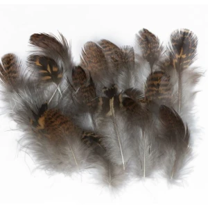 Grouse Body plumage
