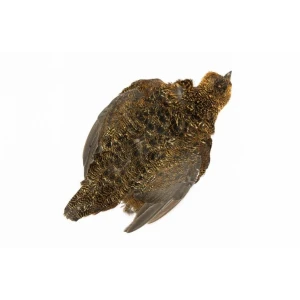 Grouse Skin