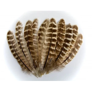 Hen Pheasant Wing Quills
