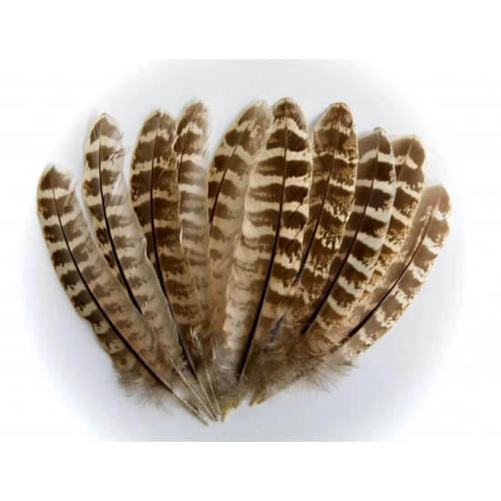 Hen Pheasant Wing Quills