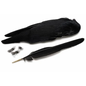 Jackdaw Wings