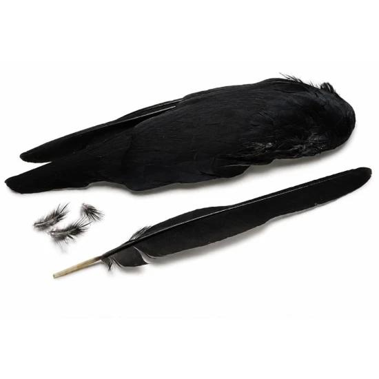 Jackdaw Wings