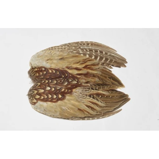 Cock Pheasant Wings - Pair