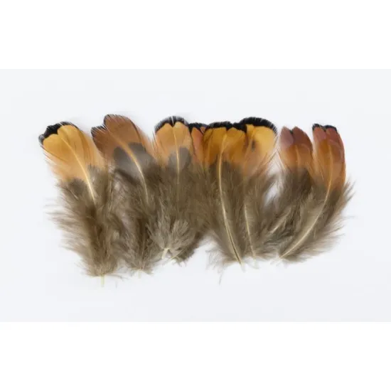 Cock Pheasant Brown Neck