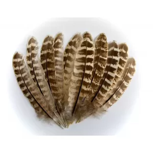 Hen Pheasant Wing Quills