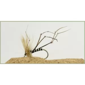 Black Body Daddy Long Legs