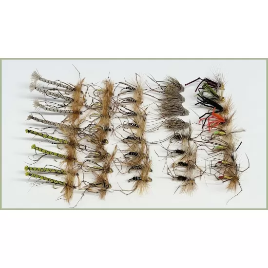 40 Mixed Daddy Long Legs