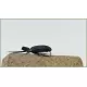 12 Dry Flies - Beetles, Black and Brown (Standards)