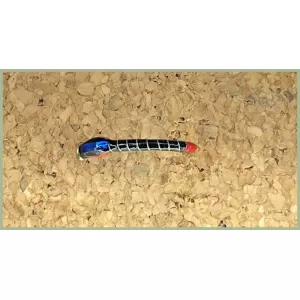 Blue Head Quill Buzzer