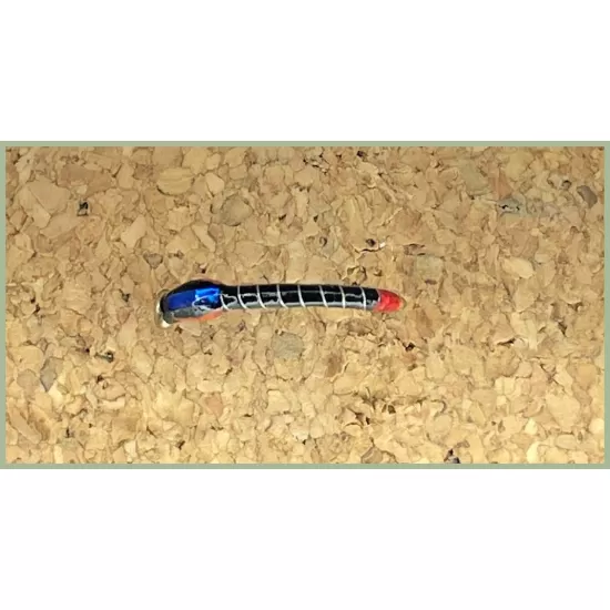 Blue Head Quill Buzzer