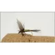 12 Dry Flies - Greenwell Glory, Three Varieties