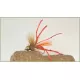 12 Flexi Daddy Long Legs - Orange, Black, Olive & Claret