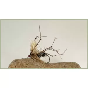 Peacock Daddy Long Legs