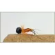 16 Barbless Coloured Booby Hopper - Claret, Black, Olive, Orange