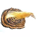 Golden and Amherst Pheasant