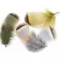 Hackle Feathers