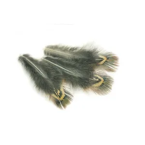 Cock Pheasant Green Back Hackles