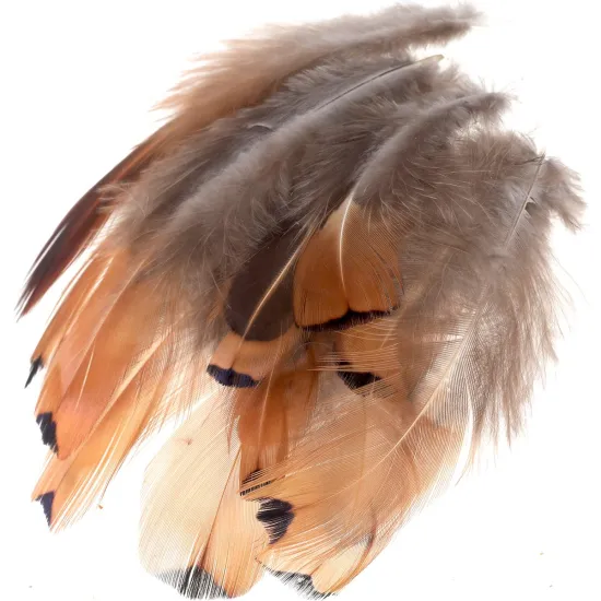 Cock Pheasant Gold Sides