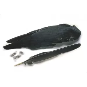 Jackdaw Wings