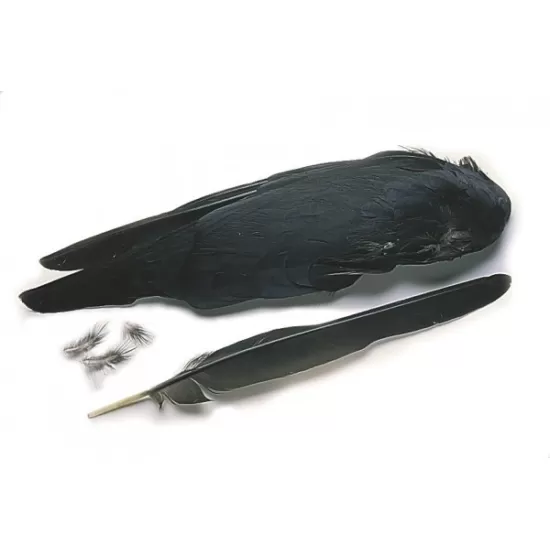 Jackdaw Wings