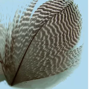 Teal Flank Feathers - Turrall