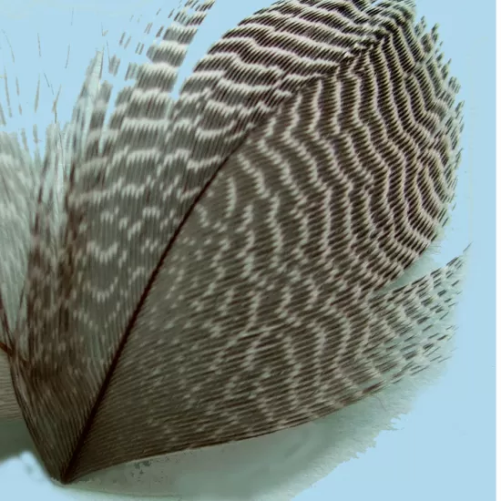 Teal Flank Feathers - Turrall