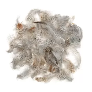 English Grey Partridge Grey Neck THREE GRAMS