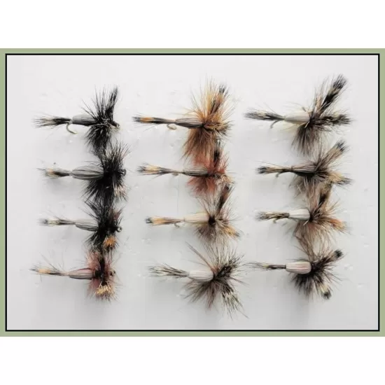 12 Mixed Colour Humpy