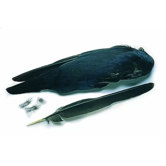 Crow Wings