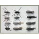 12 Barbless Beetles, Standard & Gum Beetles