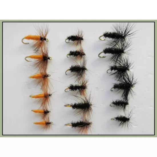 18 Drys - Carrot, Black & Peacock, Cochybondhu