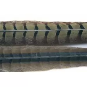Cock Pheasant Centre Tail