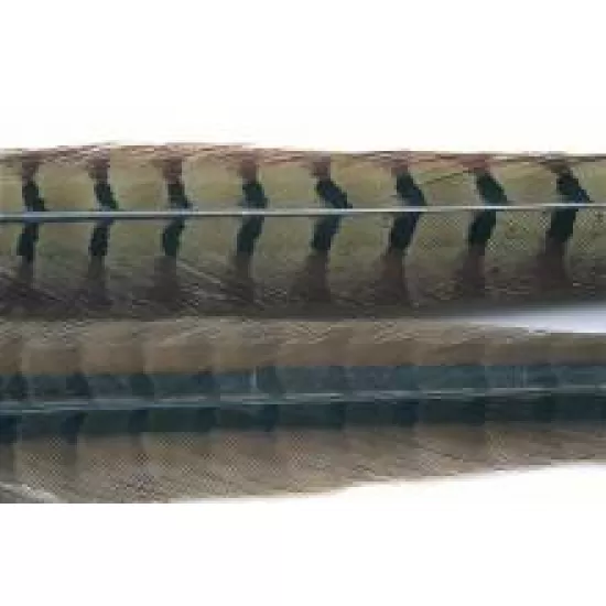 Cock Pheasant Centre Tail