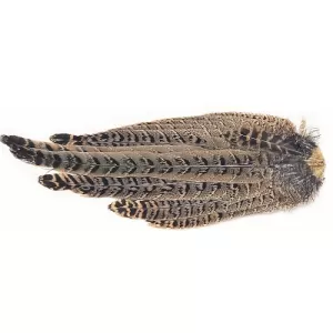 Hen Pheasant Complete tail