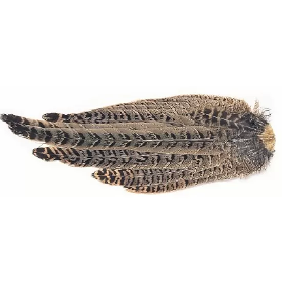 Hen Pheasant Complete tail