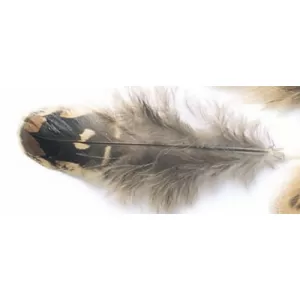 Hen Pheasant Shoulder Feathers