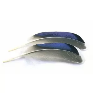 Mallard Wing Quills Butcher Blues 