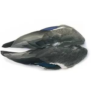 Mallard Duck Whole Wings