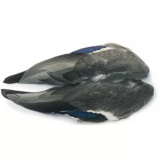Mallard Duck Whole Wings